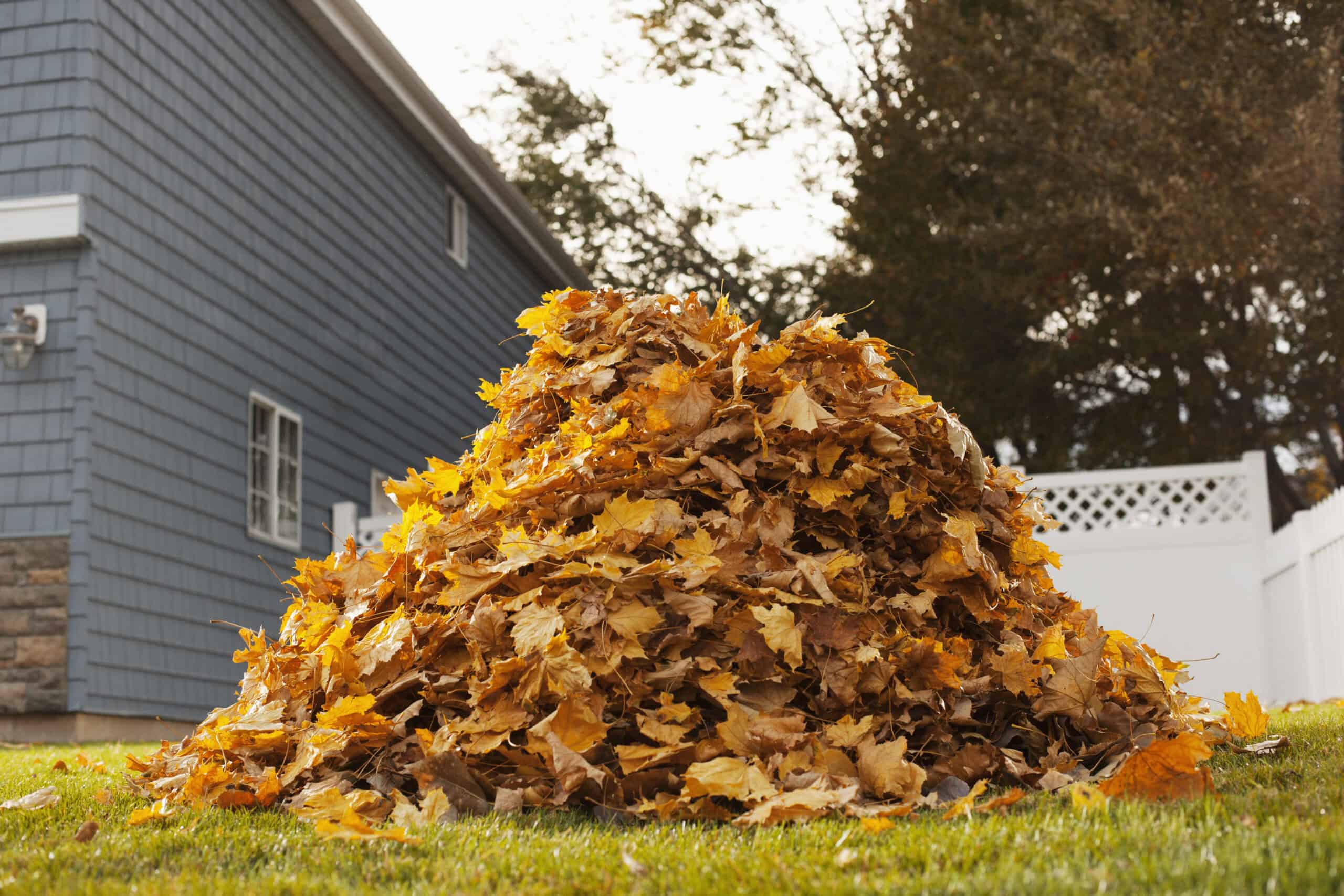 Autumn leaves piled up in a backyard with a house and trees in the background.